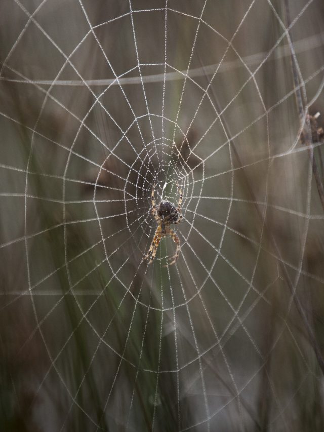 Behind the Meaning of the Classic Nursery Rhyme “Itsy Bitsy Spider”